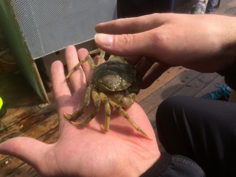 Krabben pulen an der Nordsee  – Kurzurlaub in Büsum