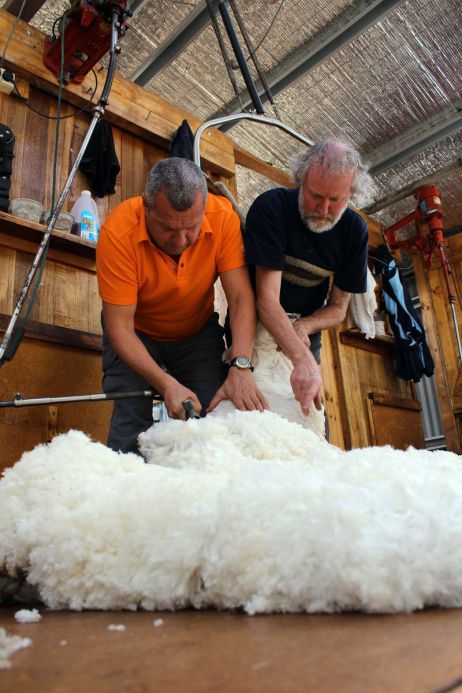 Wolle im Fokus – Teil III: Über die Welt der Schafe