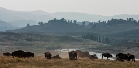 USA: Bärensuche in den Rockies
