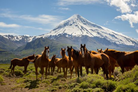 Pferde am Fuße des Vulkan Lanin in Argentinien