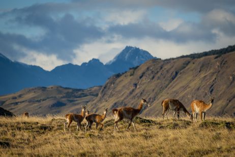 Eine kleine Herde Guanacos, häufige Tiere in der patagonischen Pampa