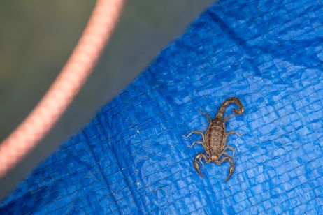 Skorpione sind häufig, trotz der Kälte