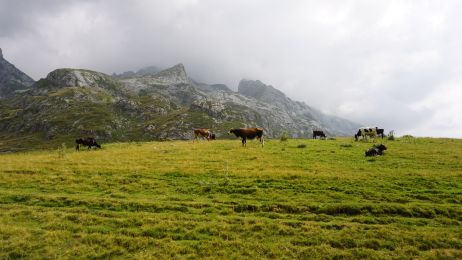Kühe gibt es im Korabgebirge auch