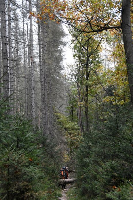 Aktuelle Lage: Unterwegs in den Wäldern der Sächsischen Schweiz
