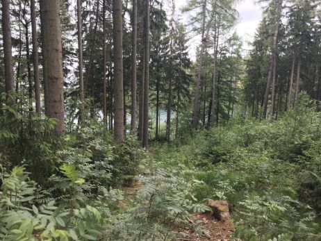 www mal anders: Waldcamping, Waldbaden und Wandern im Erzgebirge